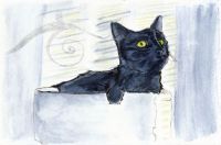 My cat at home